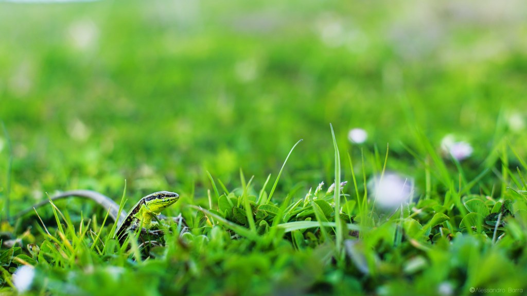 Podarcis waglerianus