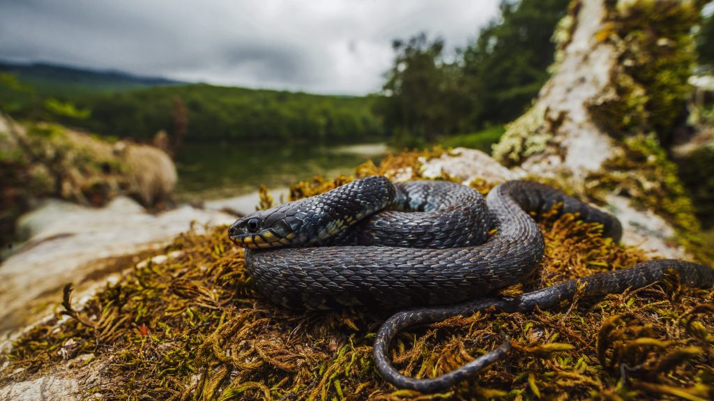 Natrix helvetica sicula